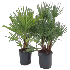 Chamarops palm